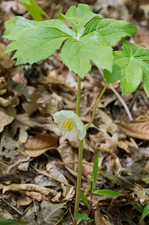Podophyllum