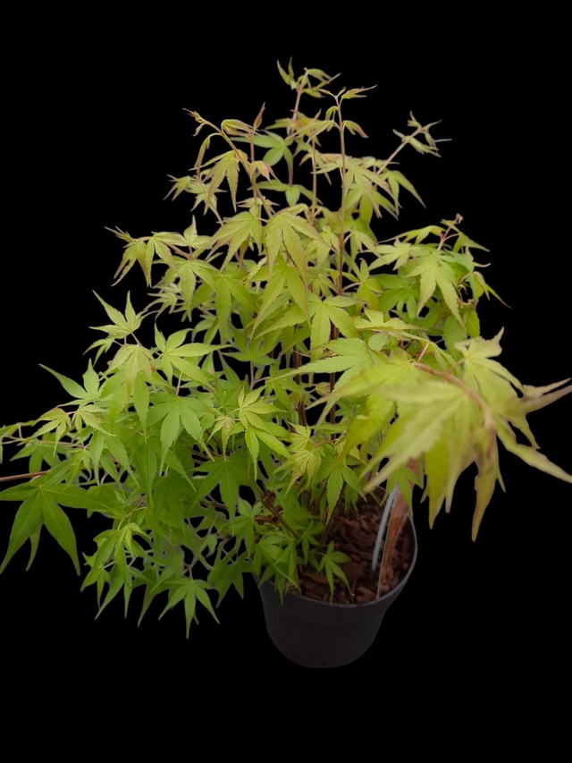 Acer Japanese Maple