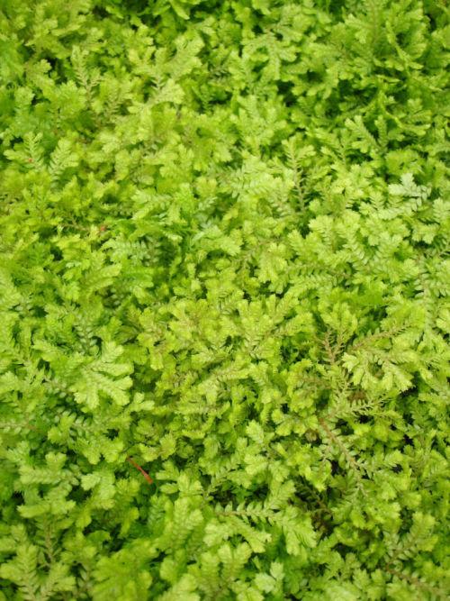 Selaginella- Spike Moss
