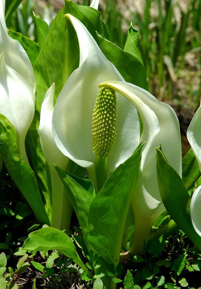 Lysichiton
Skunk Cabbage