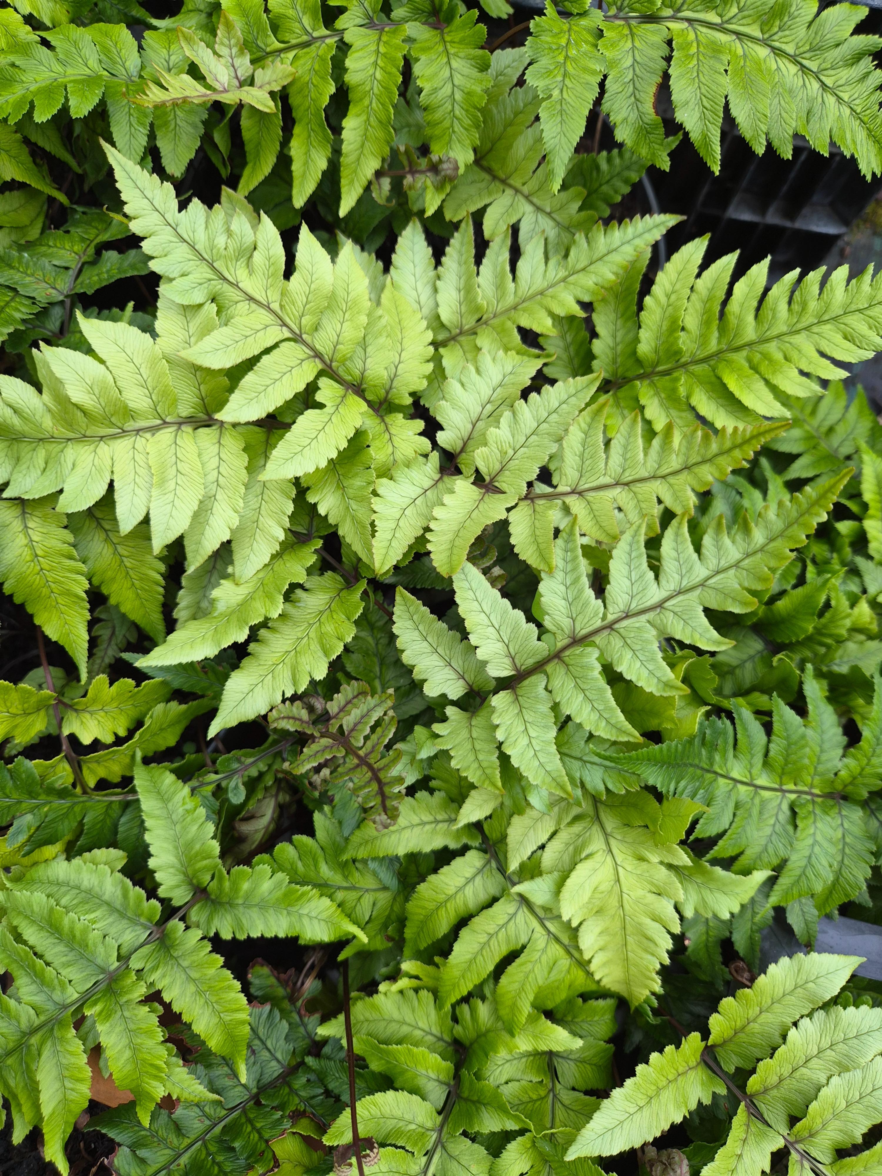 Anisocampion
