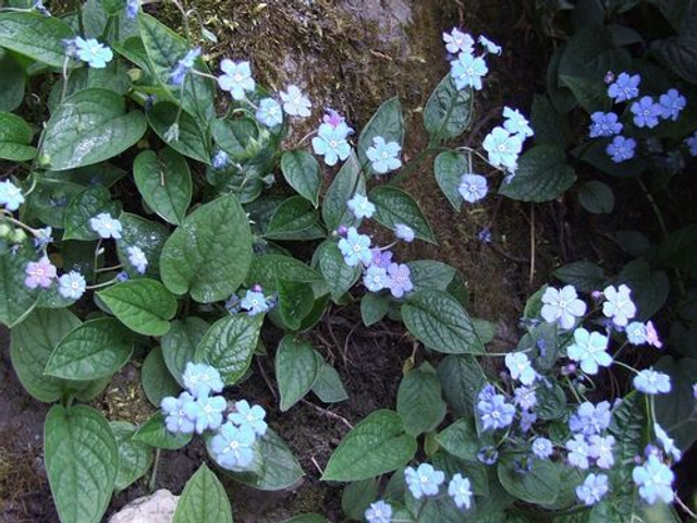 Omphalodes