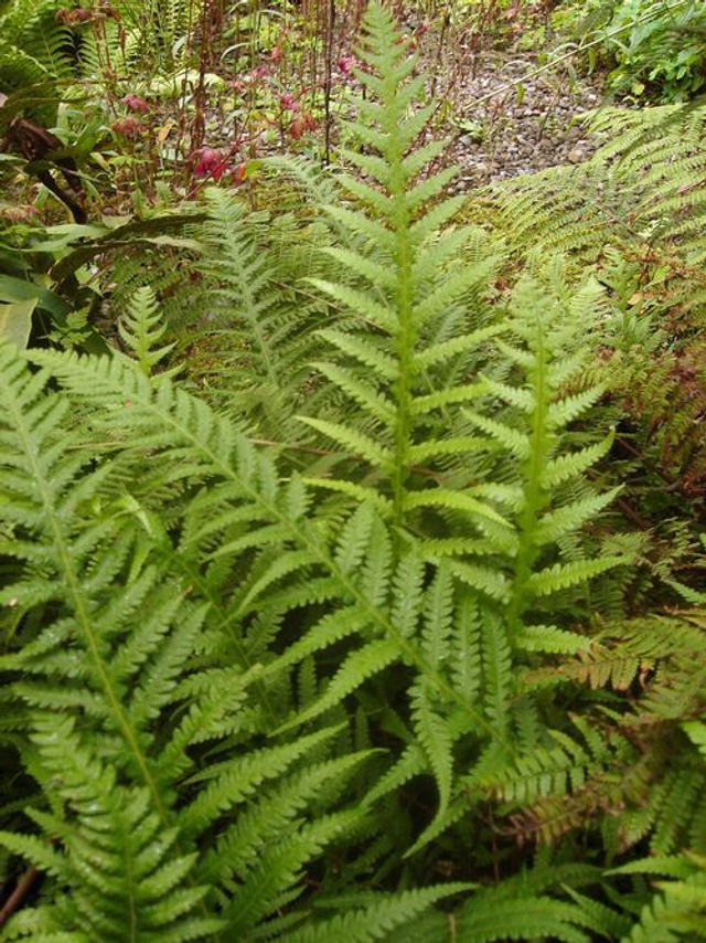 Thelypteris