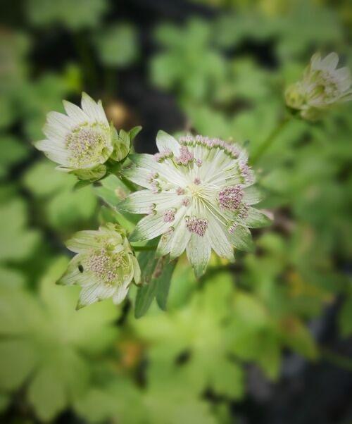 Astrantia
