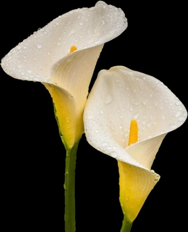 Zantedeschia