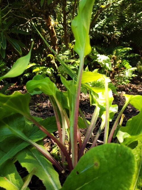 Hosta