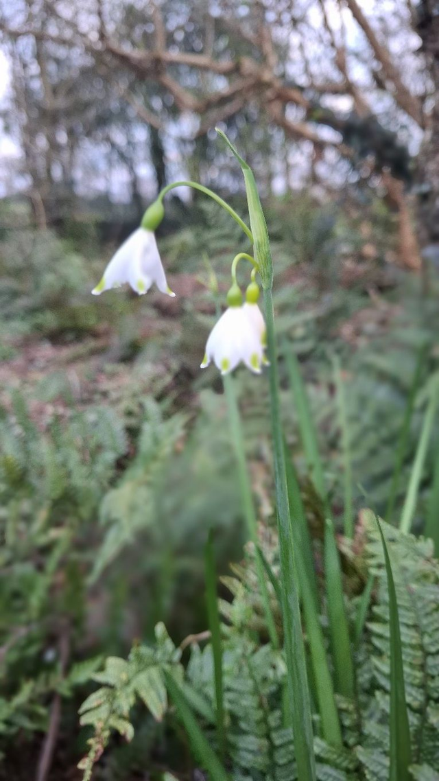 Leucojum- Snow Flake