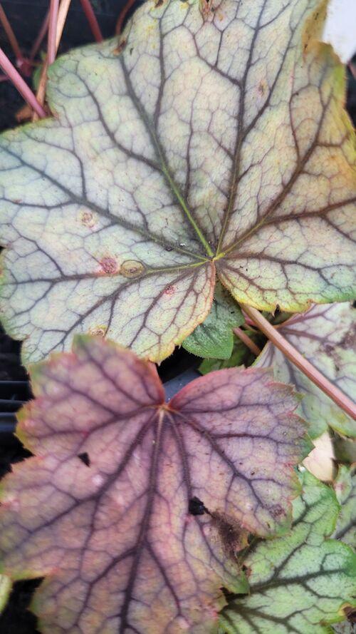 Heuchera