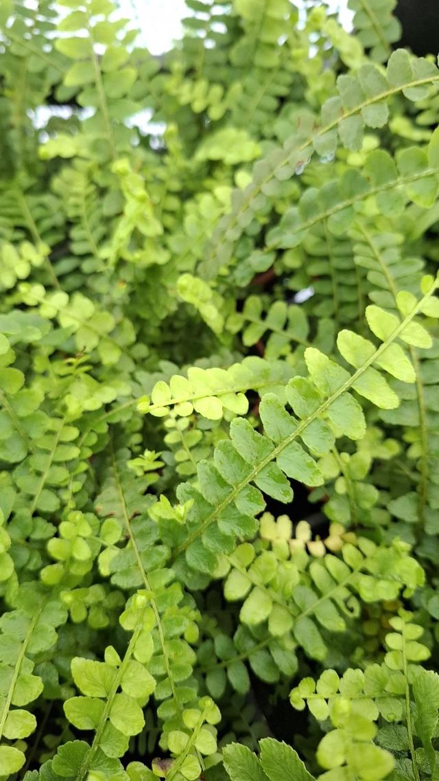 Nephrolepis