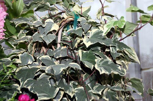 Hedera