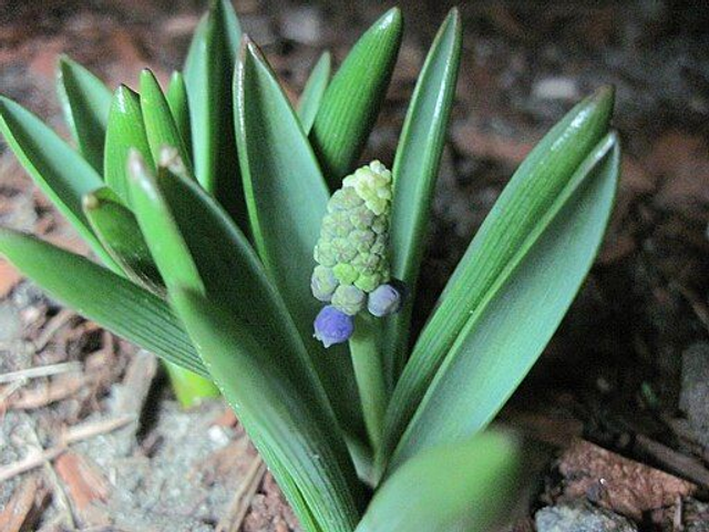 Muscari