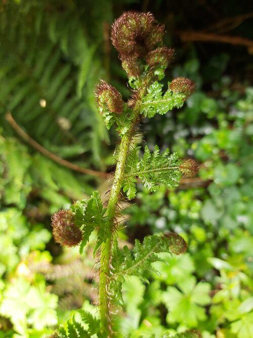 Cyathea