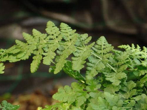 Woodsia