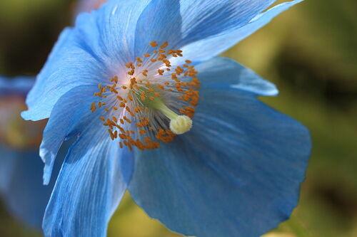 Meconopsis