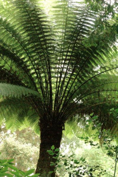 Dicksonia