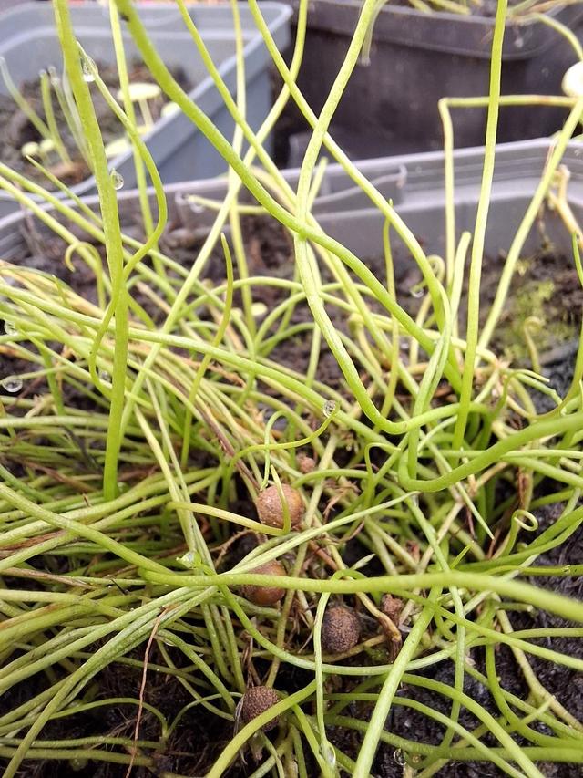 Pilularia