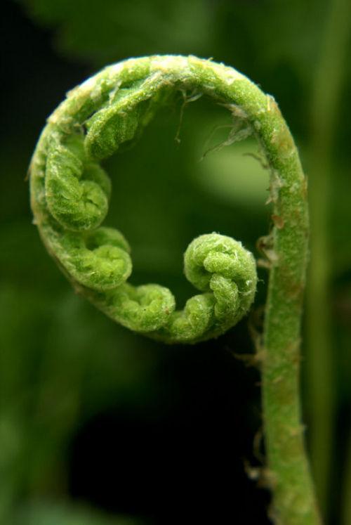 Woodwardia- Chain Ferns