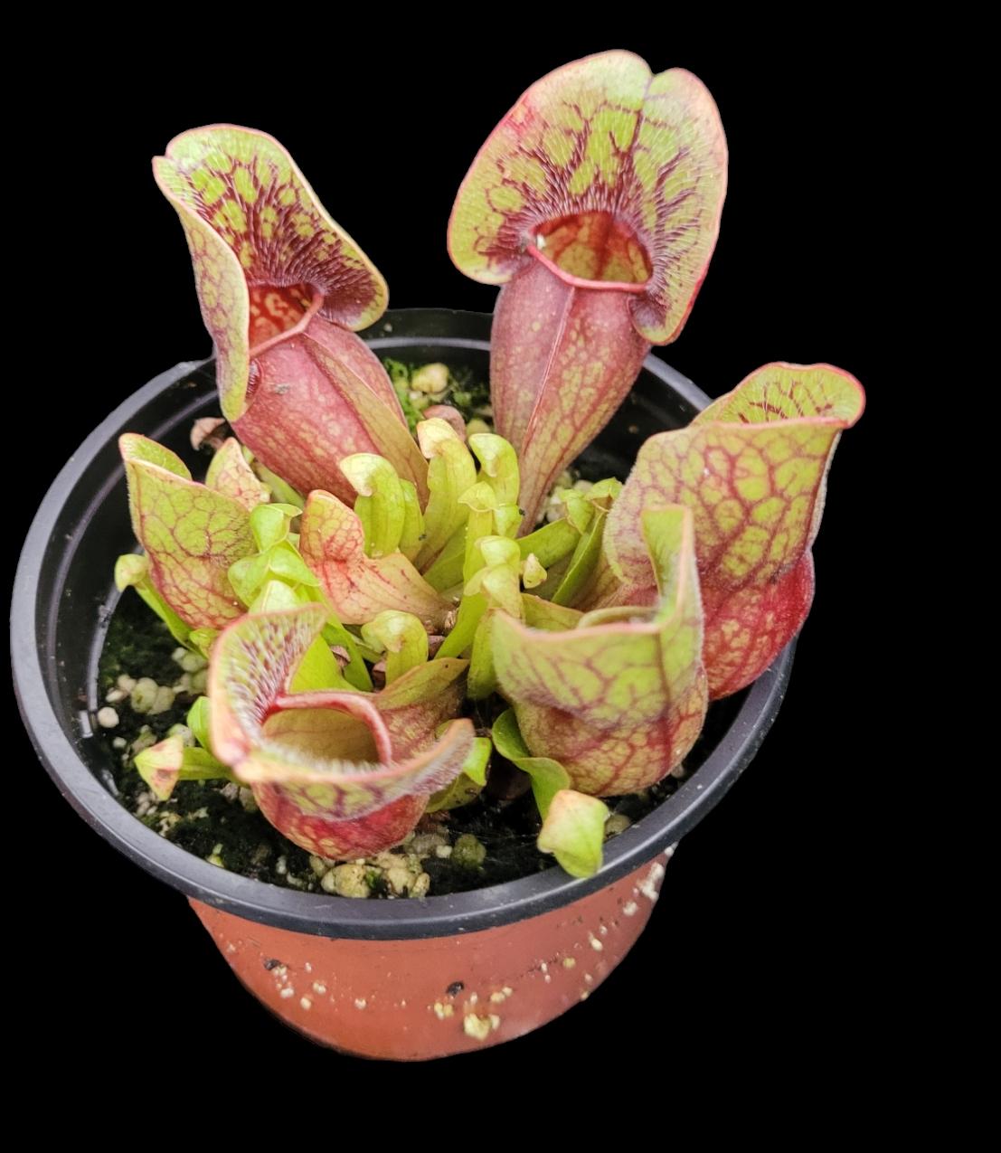 Sarracenia