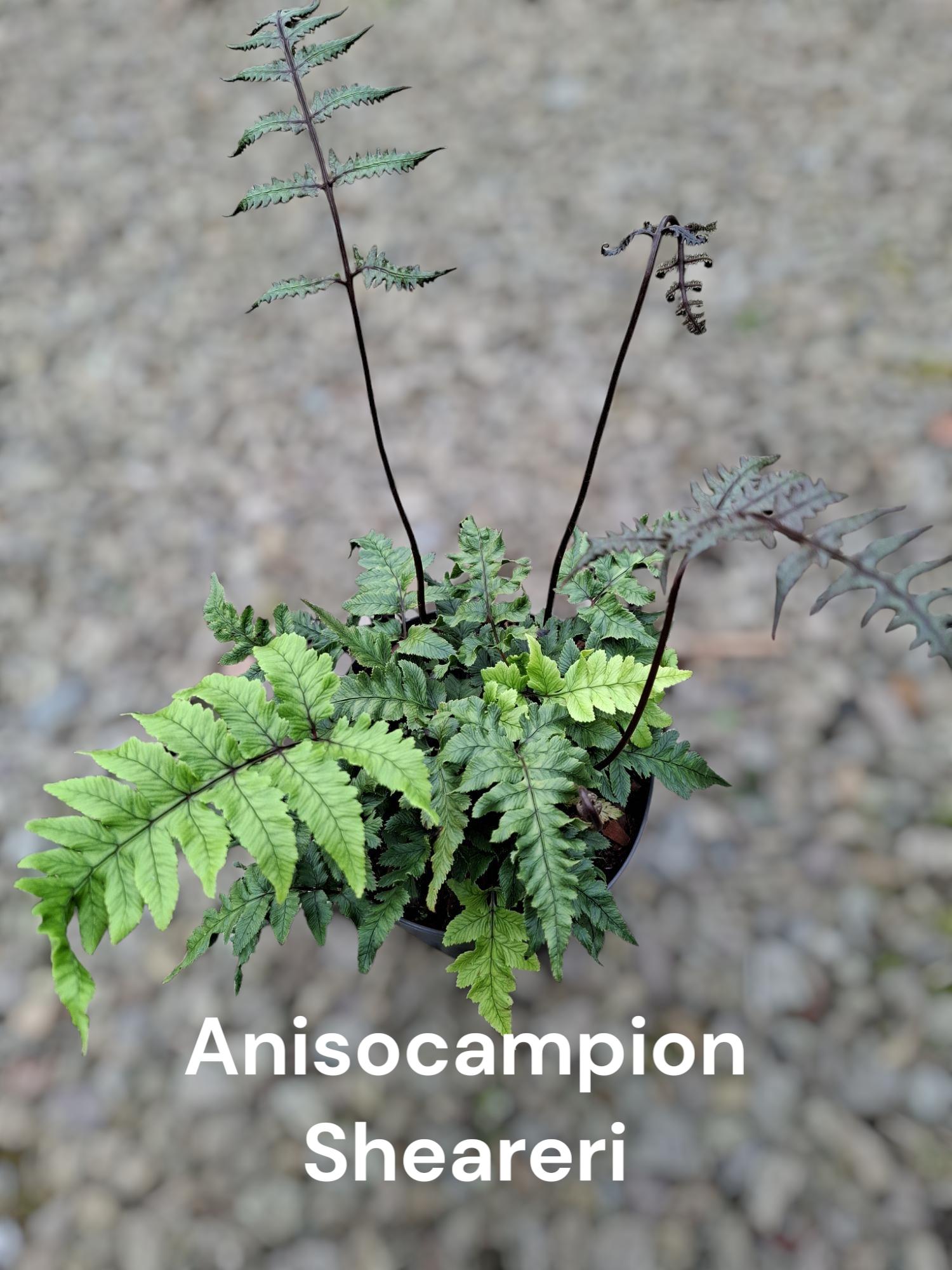 Anisocampion sheareri