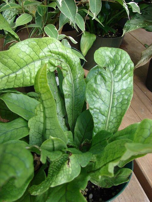 Microsorum