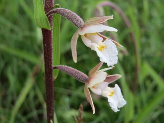 Epipactus