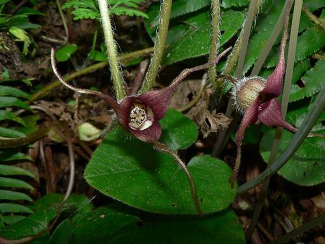 Asarum