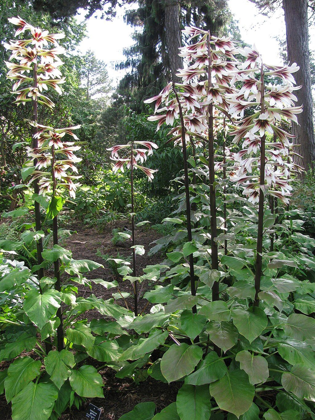 Cardiocrinum- Himalayan Lily