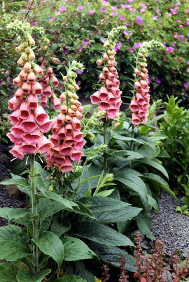 Digitalis- Foxglove