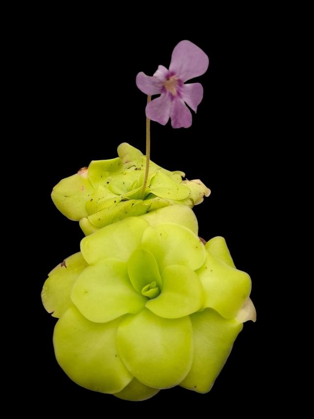 Pinguicala - Butterwort