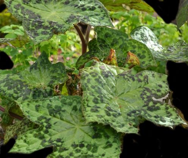 Podophyllum