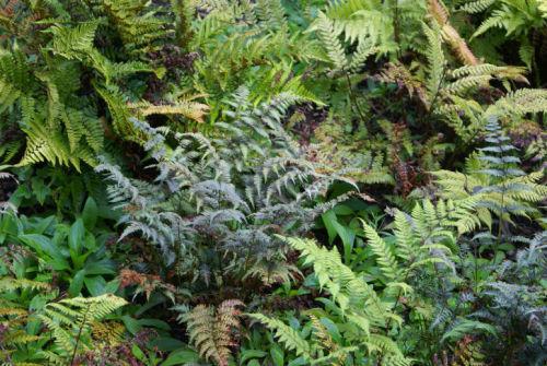 Athyrium