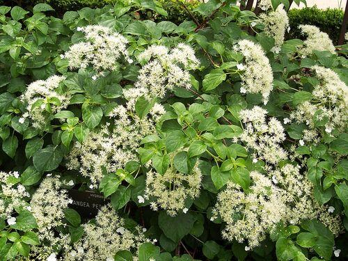 Hydrangea