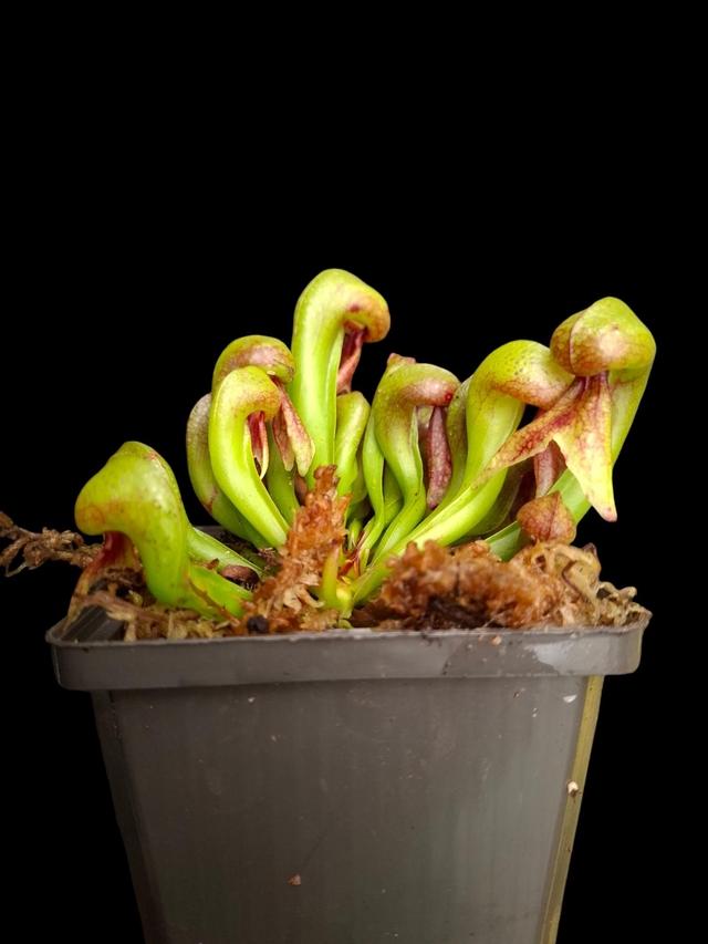 Darlingtonia