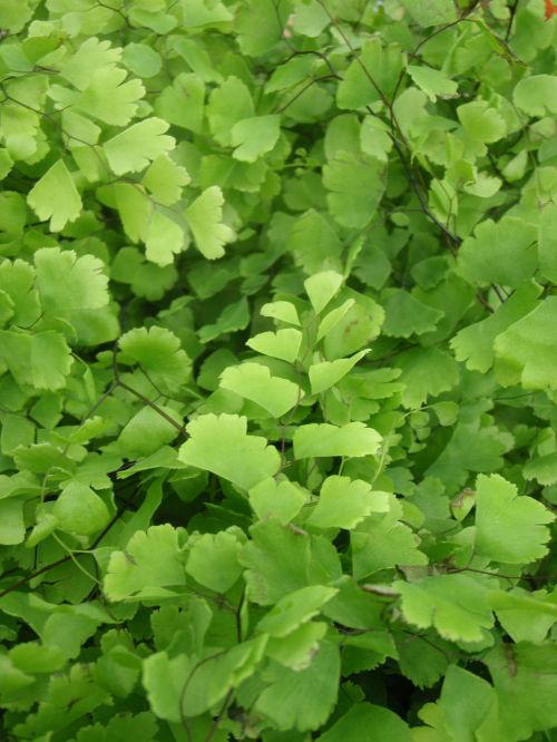 Adiantum