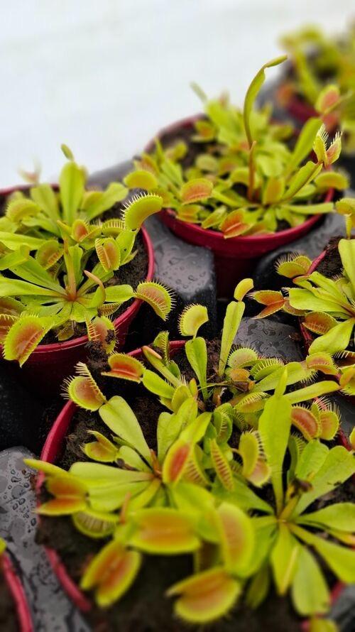 Dionaea - Venus Fly Traps