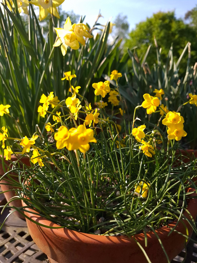 Narcissus