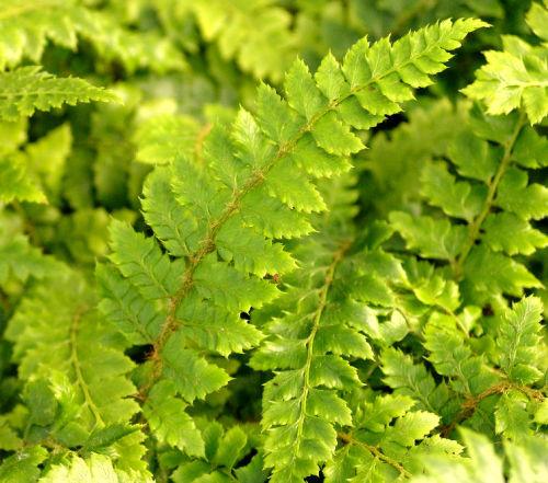 Polystichum