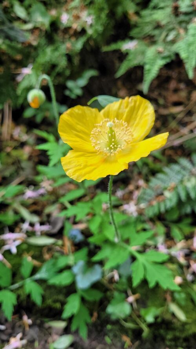 Meconopsis
