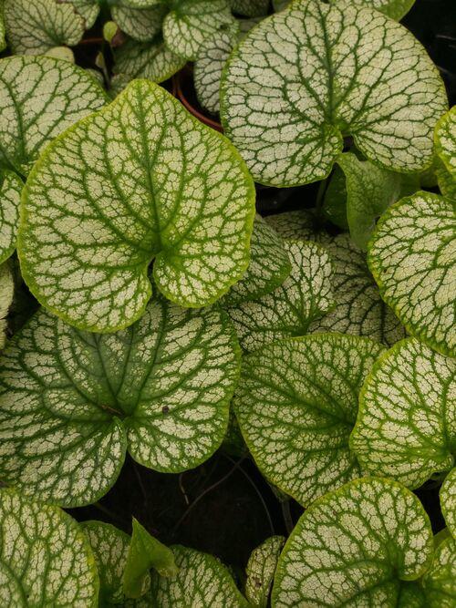 Brunnera