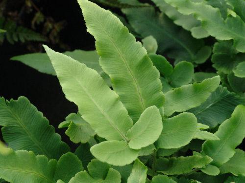 Dryopteris