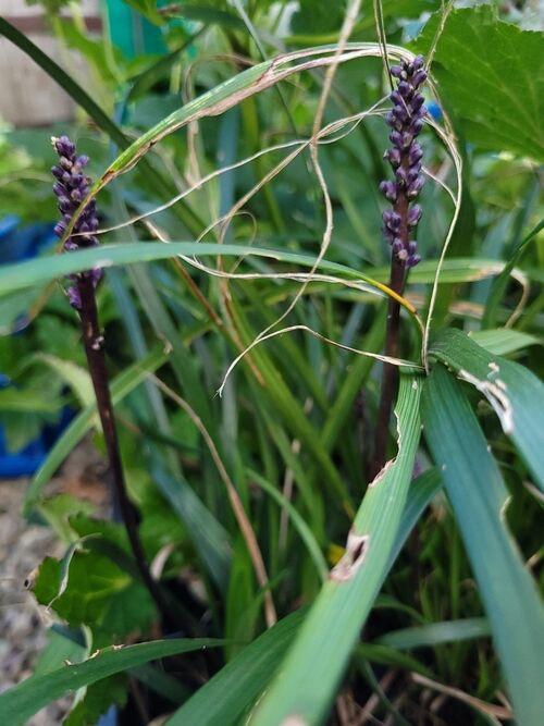 Liriope
