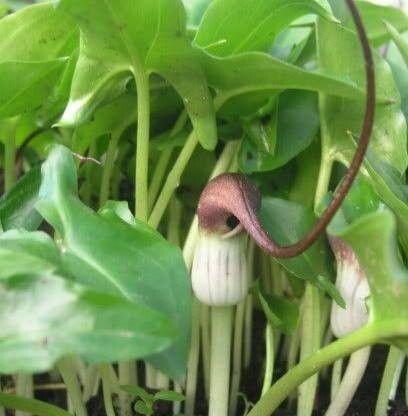 Arisarum proboscides
Mouse Plant