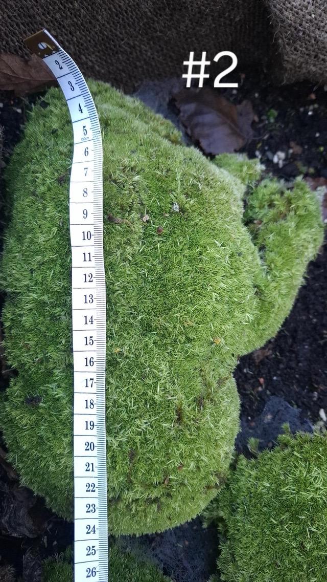 Moss- cultivated specimens