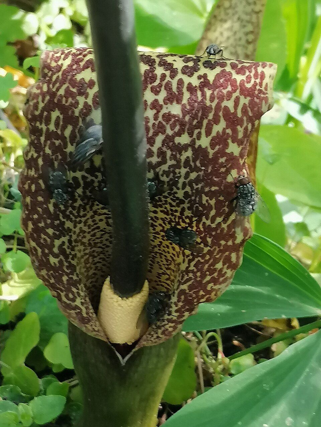 product_list_image_cover