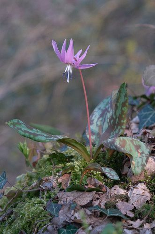 Erythronium. Dog-Toothed Violet
