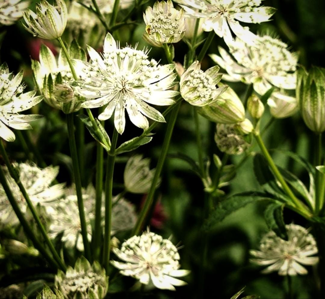 Astrantia