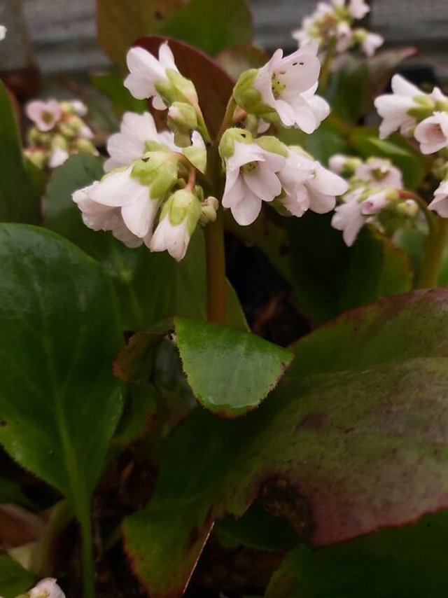 Bergenia