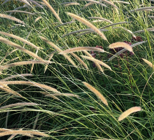 product_list_image_cover