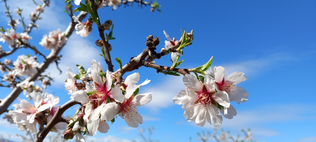 Amandes
Jus de fruit 
Miel