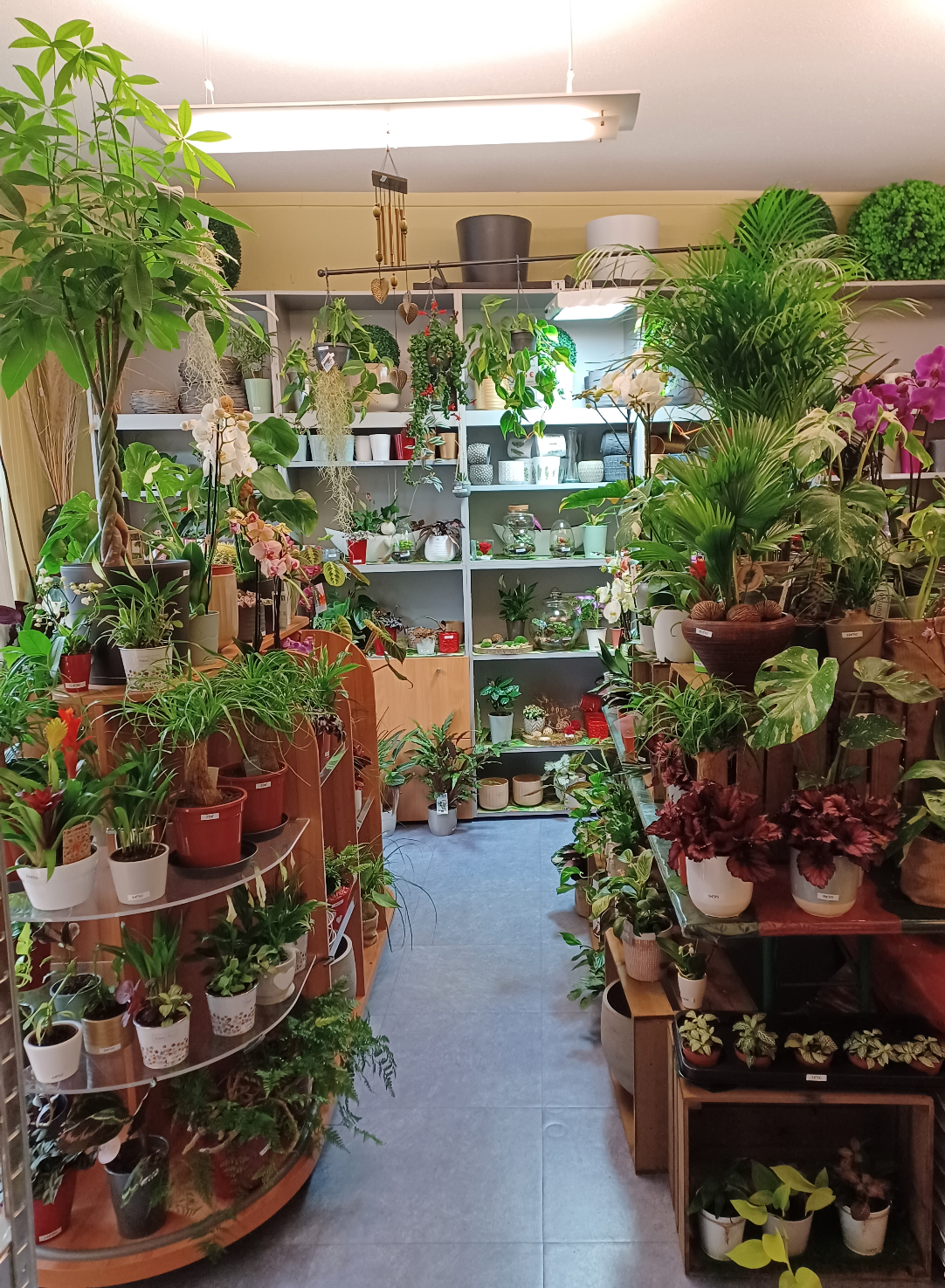 Plante intérieure